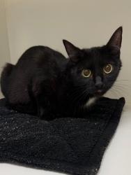 Shelter Stray Female Cat last seen Forest park, 8485 E Reno Ave, Midwest City, OK 73110, USA