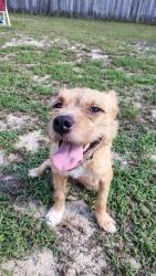 Reunited Male Dog last seen Sourwood dr, Fayetteville, nc, Fayetteville, NC 28301