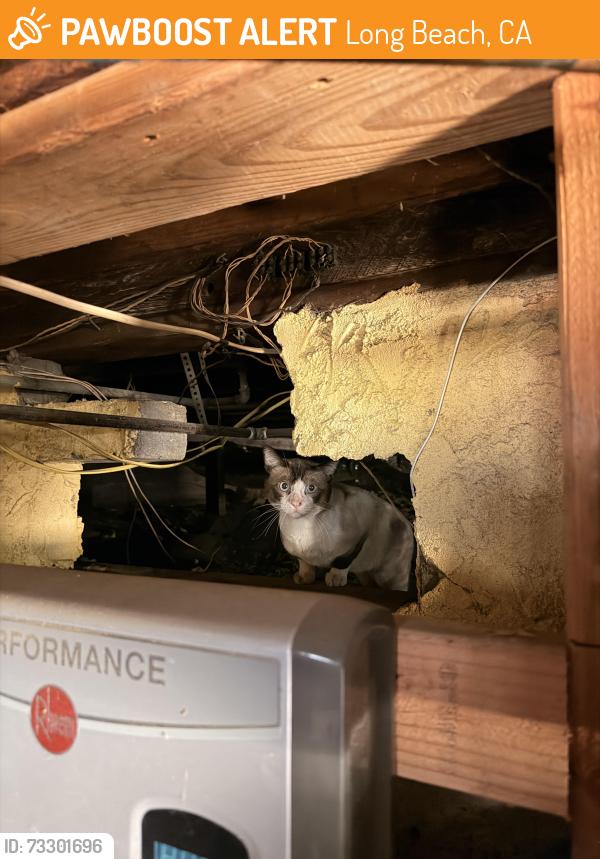 Found/Stray Unknown Cat last seen 7th and Chestnut, Long Beach, CA 90813