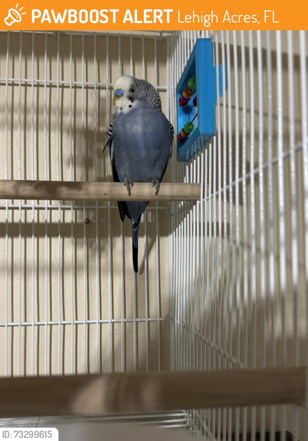 Found/Stray Male Bird last seen Ruth Ave and 57th st w, Lehigh Acres, FL 33971