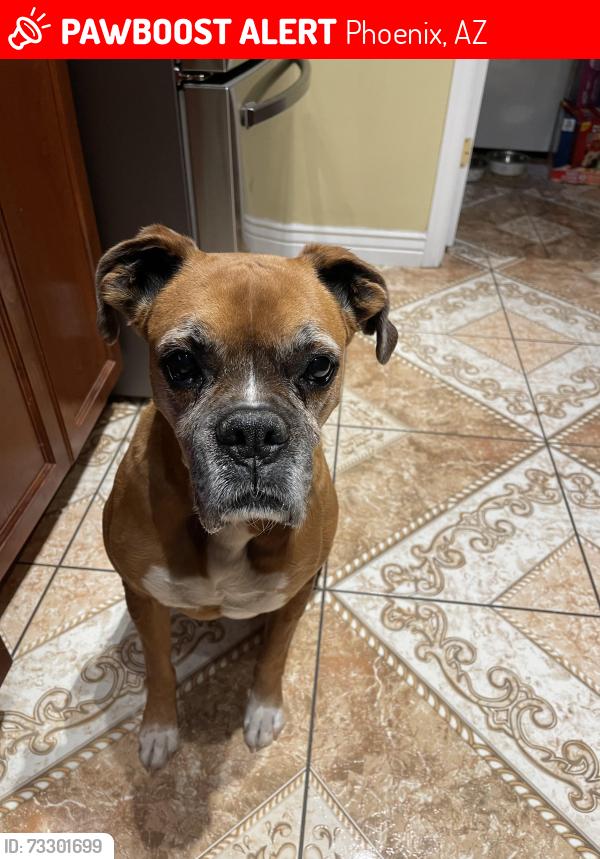 Lost Male Dog last seen Near N 46th DR 85031, Phoenix, AZ 85031