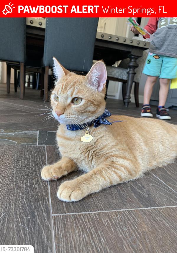 Found/Stray Male Cat last seen Tuskawilla palms, Winter Springs, FL 32708