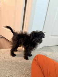 Found/Stray Female Dog last seen Everett at Ally Village apmt complex, Midland, TX 79705