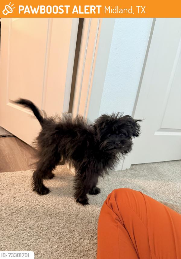 Found/Stray Female Dog last seen Everett at Ally Village apmt complex, Midland, TX 79705