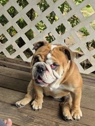Reunited Female Dog last seen Shell gas station and Jayberry café, Renton, WA 98059