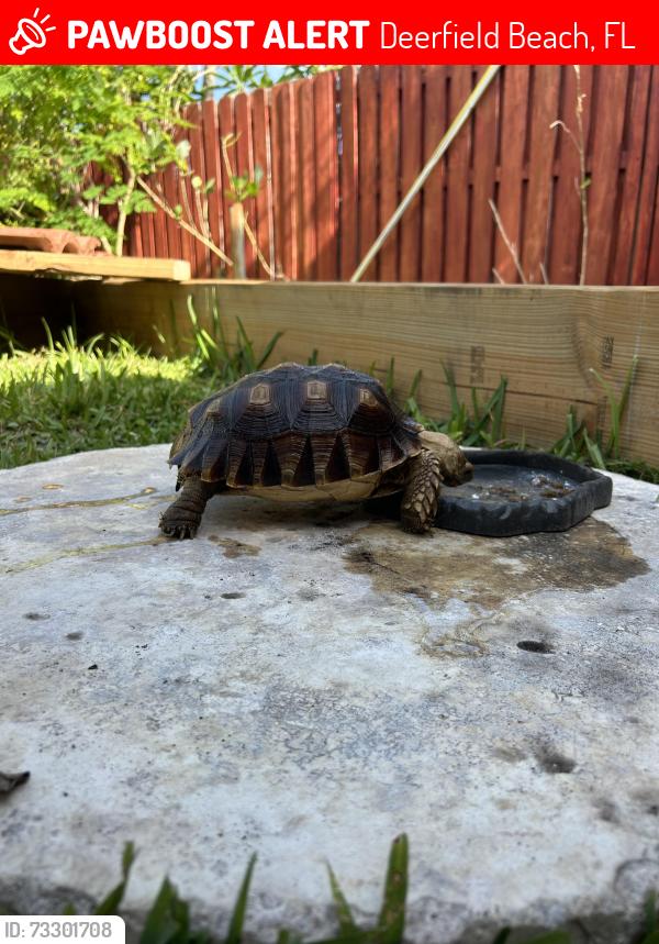 Lost Female Reptile last seen Near se 15th ct Deerfield beach fl, Deerfield Beach, FL 33441