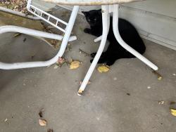 Found/Stray Unknown Cat last seen Houston Pl and Marietta, Denton, TX 76201