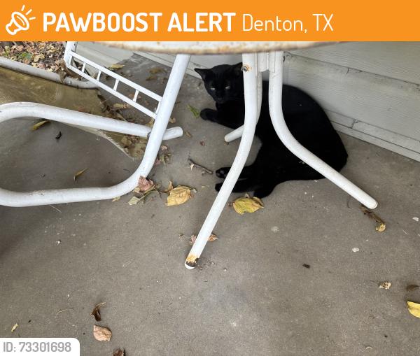 Found/Stray Unknown Cat last seen Houston Pl and Marietta, Denton, TX 76201