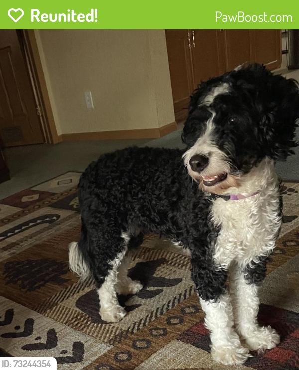Reunited Female Dog last seen Fischer rd., Creve Coeur, IL 61610