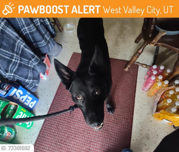 Found/Stray Male Dog last seen Scottsdale Park, West Valley City, UT 84119
