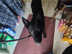Found/Stray Male Dog last seen Scottsdale Park, West Valley City, UT 84119