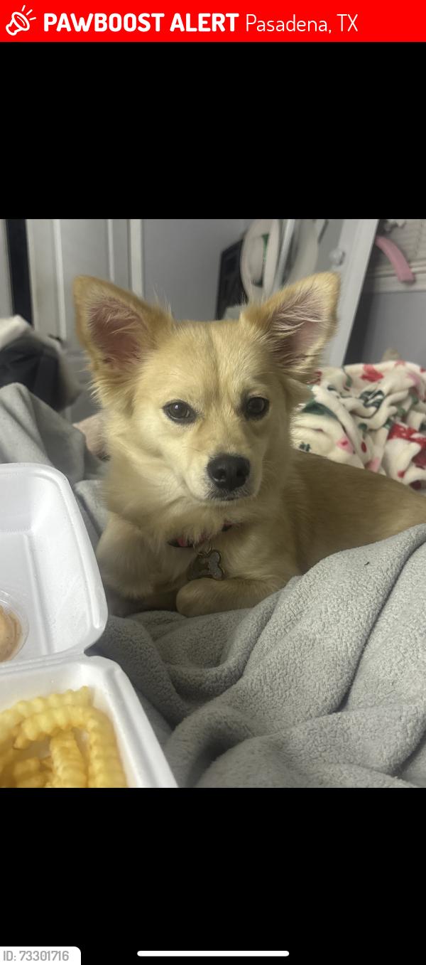 Lost Female Dog last seen harper dr, Pasadena, TX 77502