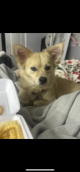 Lost Female Dog last seen harper dr, Pasadena, TX 77502