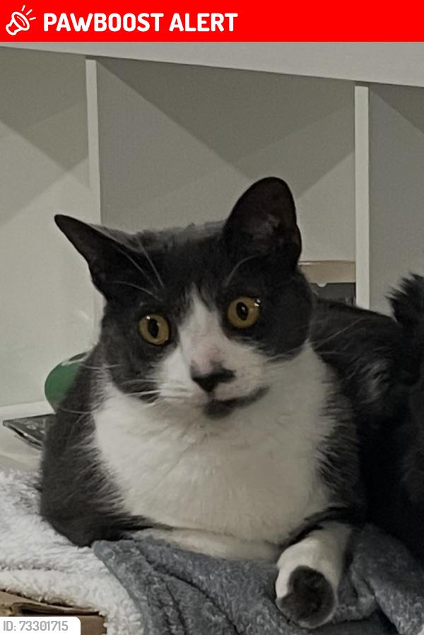 Lost Female Cat last seen Old Boomer Rd. & 60 Street, Sylvan Lake, AB T4S 2K7