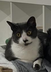 Lost Female Cat last seen Old Boomer Rd. & 60 Street, Sylvan Lake, AB T4S 2K7
