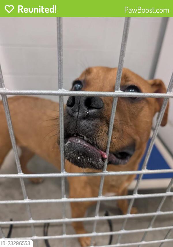 Reunited Male Dog last seen Alley behind 8200 block of Oketo, Niles, IL 60714