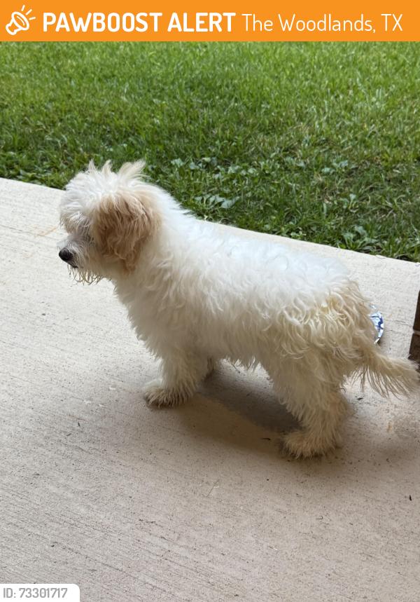 Found/Stray Female Dog last seen Sterling ridge / branch crossing, The Woodlands, TX 77382