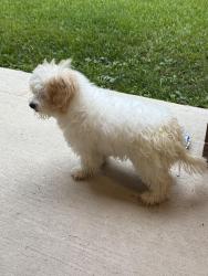 Found/Stray Female Dog last seen Sterling ridge / branch crossing, The Woodlands, TX 77382