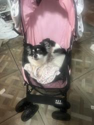 Lost Female Dog last seen Near Dora ct, Lehigh Acres, FL 33971