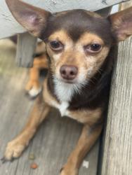 Found/Stray Male Dog last seen 43rd and artesian, Chicago, IL 60632