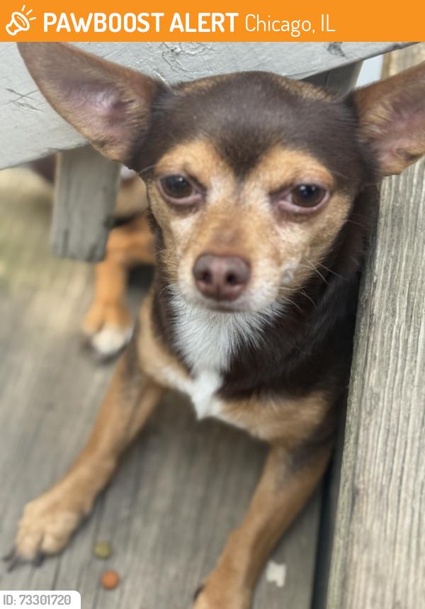 Found/Stray Male Dog last seen 43rd and artesian, Chicago, IL 60632