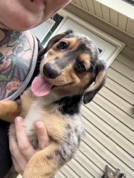 Reunited Male Dog last seen Near E Midway St, Broken Arrow, OK 74012, USA, Broken Arrow, OK 74012