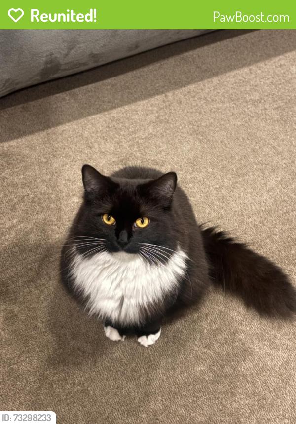 Reunited Female Cat last seen Powerhouse Rd, Casula NSW 2170, Australia, Casula, NSW 2170