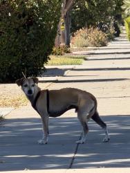 Found/Stray Male Dog last seen 21st amd washington st, San Jose, CA 95112