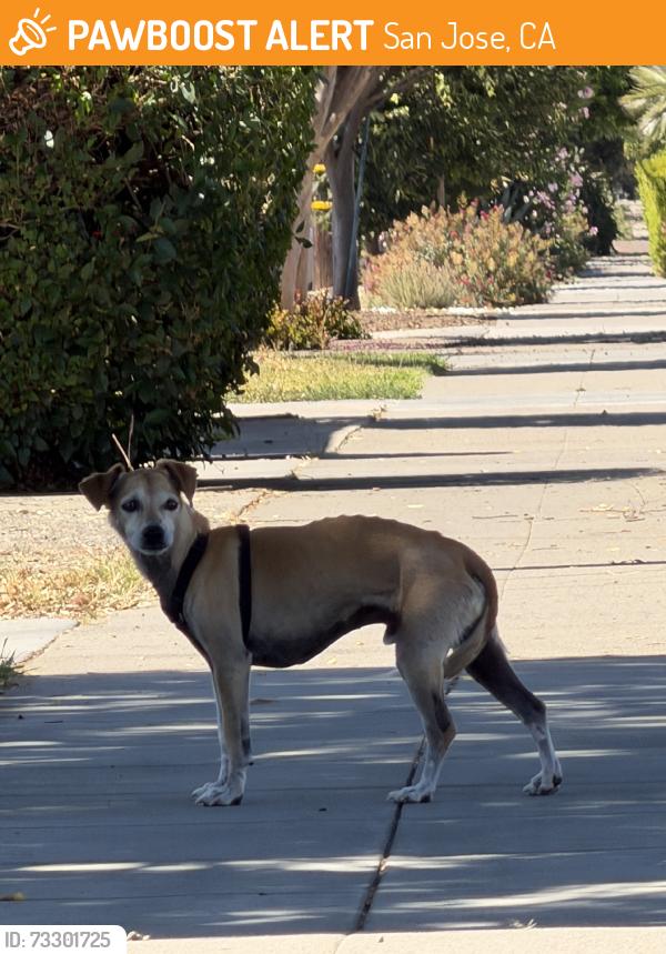 Found/Stray Male Dog last seen 21st amd washington st, San Jose, CA 95112