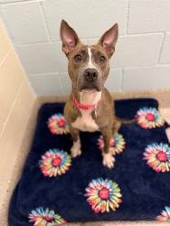 Shelter Stray Female Dog last seen N 11TH AND BRIGHTON ST, 12155 Park Blvd, Brighton, CO 80601, USA