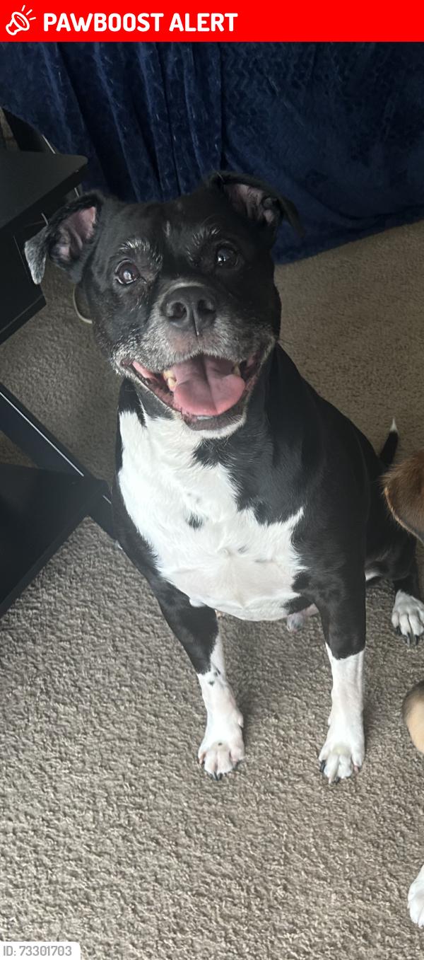Lost Male Dog last seen Ave 38 and Ave 13, Madera Ranchos, CA 93636