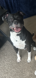 Lost Male Dog last seen Ave 38 and Ave 13, Madera Ranchos, CA 93636