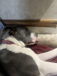 Reunited Female Dog last seen Brevard Rd, Arden, NC 28704