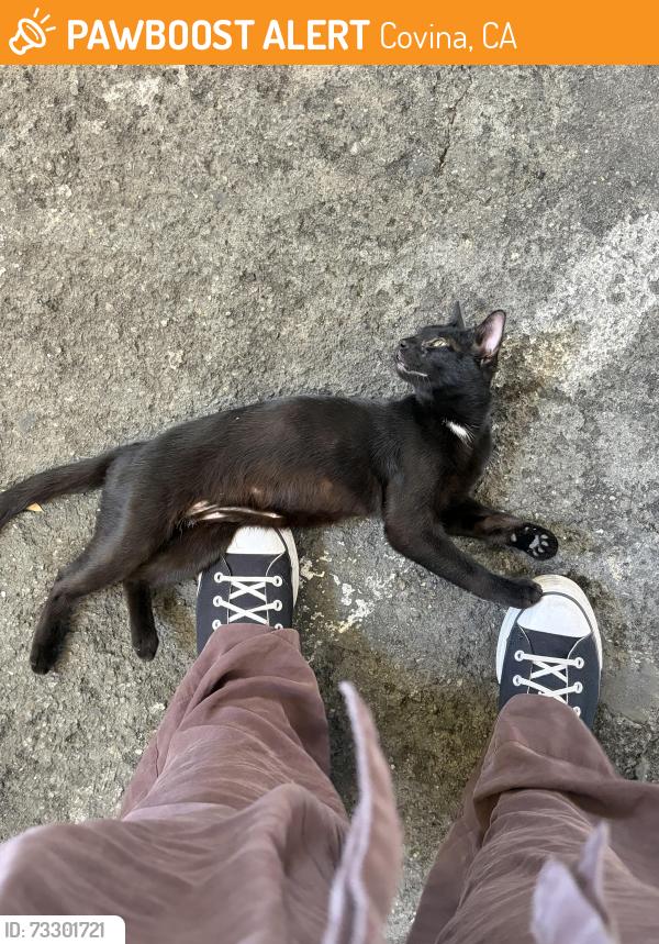 Found/Stray Female Cat last seen Badillo St and 4th Ave, Covina, CA 91723
