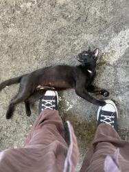 Found/Stray Female Cat last seen Badillo St and 4th Ave, Covina, CA 91723