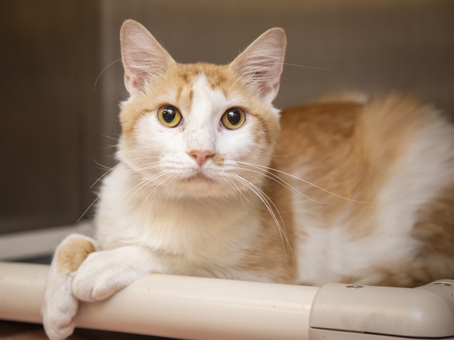 Shelter Stray Male Cat last seen IRONWOOD / OCOTILLO, 5501 E Van Buren St, Phoenix, AZ 85008, USA