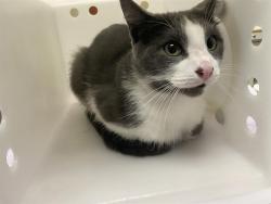 Shelter Stray Male Cat last seen Near BLOCK S 28TH ST, 3839 W Burnham St, West Milwaukee, WI 53215, USA