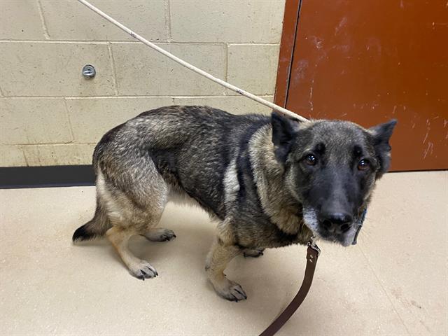 Shelter Stray Female Dog last seen Near BLOCK W VLIET, 3839 W Burnham St, West Milwaukee, WI 53215, USA