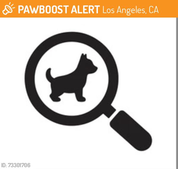 Found/Stray Male Dog last seen Martin Luther King Blvd and Hubert Avenue, Los Angeles, CA 90008