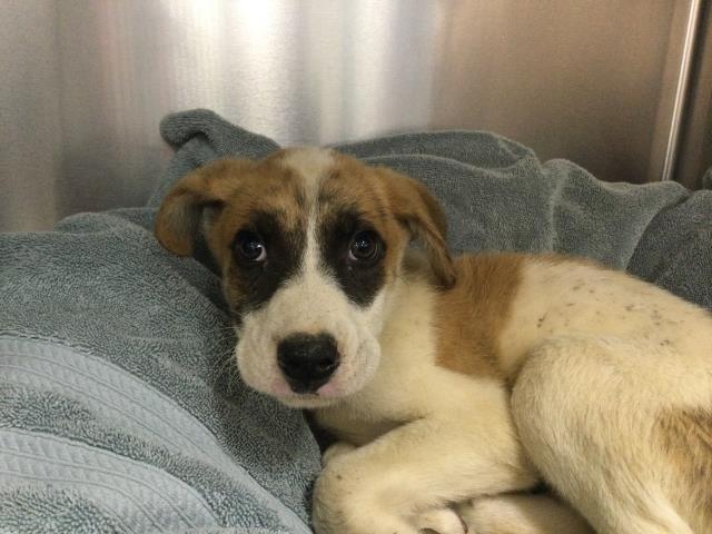 Shelter Stray Male Dog last seen AVENUE 54 X TYLER ST COACHELLA, 72050 Pet Land Pl, Thousand Palms, CA 92276, USA