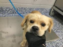 Shelter Stray Female Dog last seen Near BLOCK VALLEY RD, COACHELLA, CA, 72050 Pet Land Pl, Thousand Palms, CA 92276, USA
