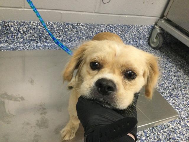 Shelter Stray Female Dog last seen Near BLOCK VALLEY RD, COACHELLA, CA, 72050 Pet Land Pl, Thousand Palms, CA 92276, USA