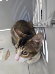 Shelter Stray Male Cat last seen HELIOS RISE, 4710 TX-151, San Antonio, TX 78227, USA