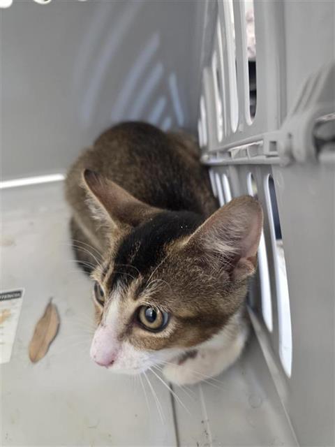Shelter Stray Male Cat last seen HELIOS RISE, 4710 TX-151, San Antonio, TX 78227, USA