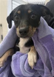 Shelter Stray Male Dog last seen Near BLOCK E O ST, 333 Chandler Pl, San Bernardino, CA 92408, USA