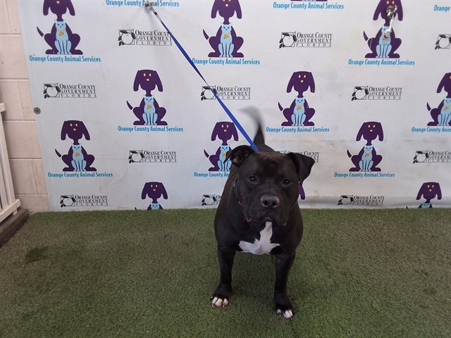 Shelter Stray Male Dog last seen , 2769 Conroy Rd, Orlando, FL 32839, USA