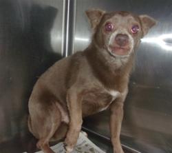 Shelter Stray Male Dog last seen , 14409 Vanowen St, Van Nuys, CA 91405, USA