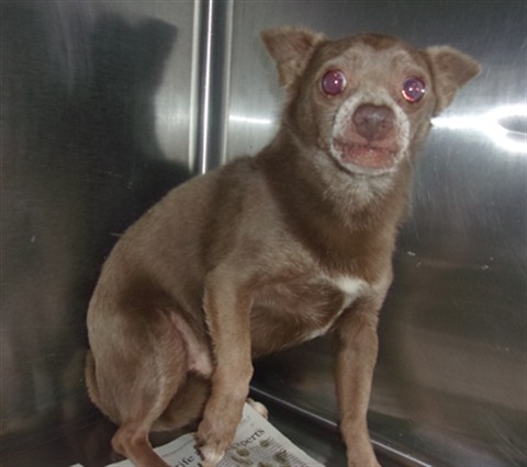 Shelter Stray Male Dog last seen , 14409 Vanowen St, Van Nuys, CA 91405, USA