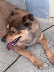 Found/Stray Unknown Dog last seen Dezavala Trails and Tanglewood, San Antonio, TX 78249