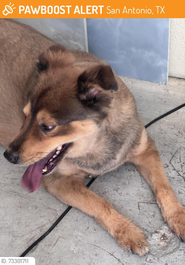 Found/Stray Unknown Dog last seen Dezavala Trails and Tanglewood, San Antonio, TX 78249